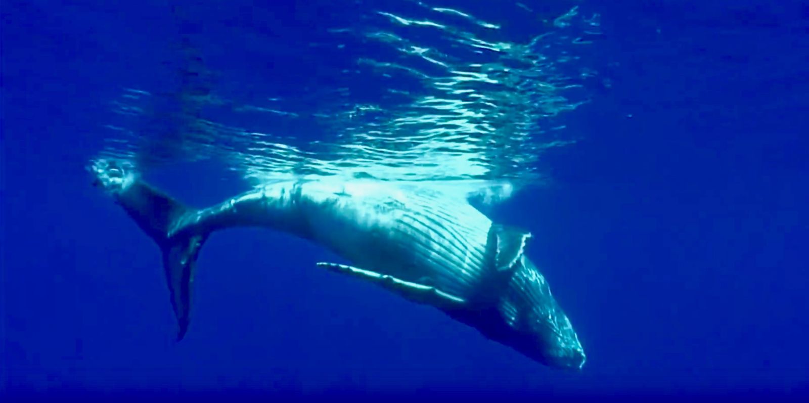 Humpback whale