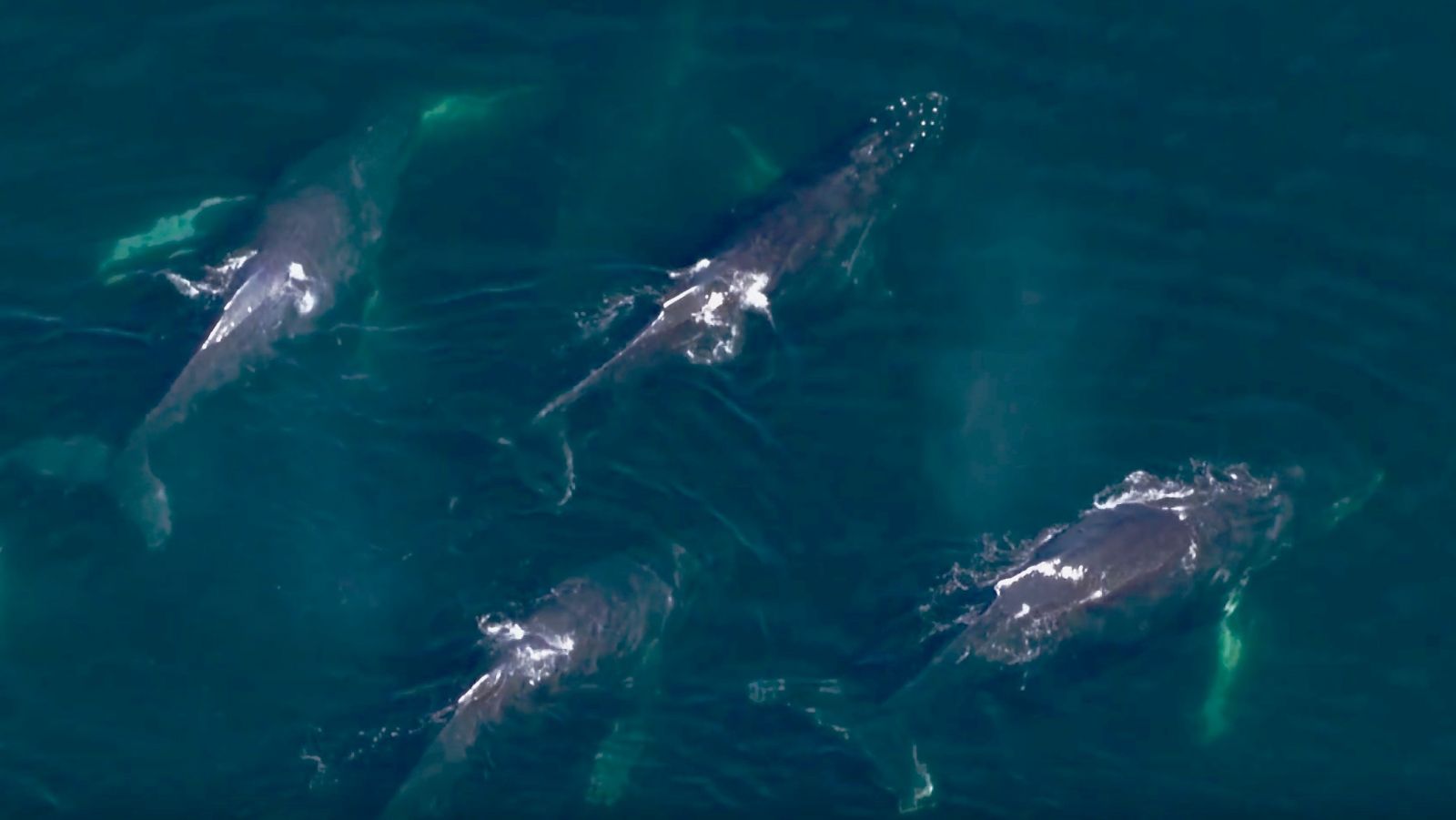 Humpback whales near the Big Island