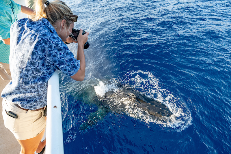 Woman taking a photo of a whale on the Big Island