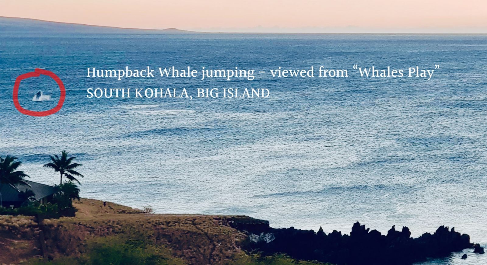 Whales playing off the Big Island of Hawaii