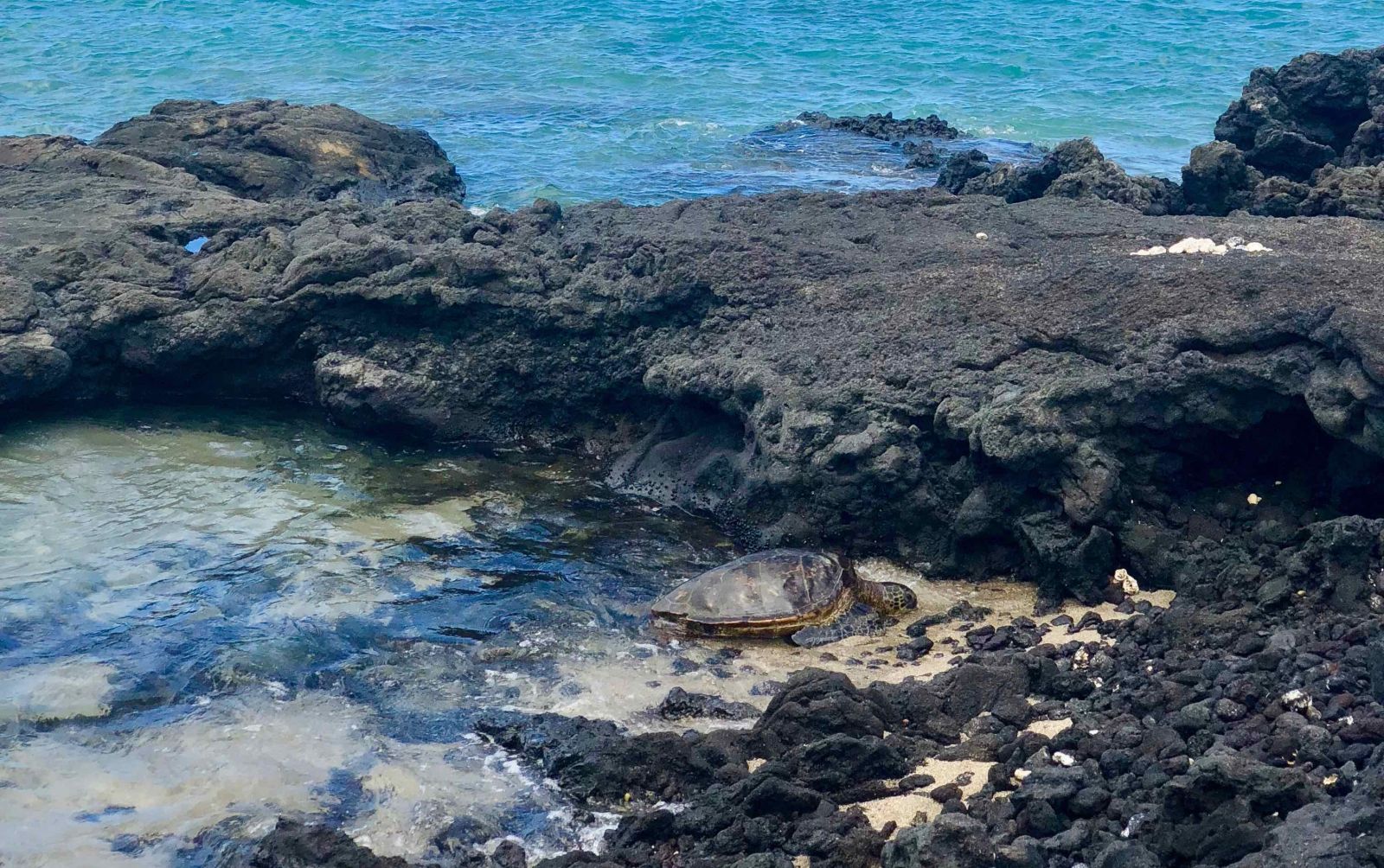 Sea Turtle on the Big Island