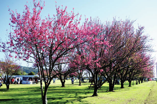 Waimea Cherry Blossom Festival
