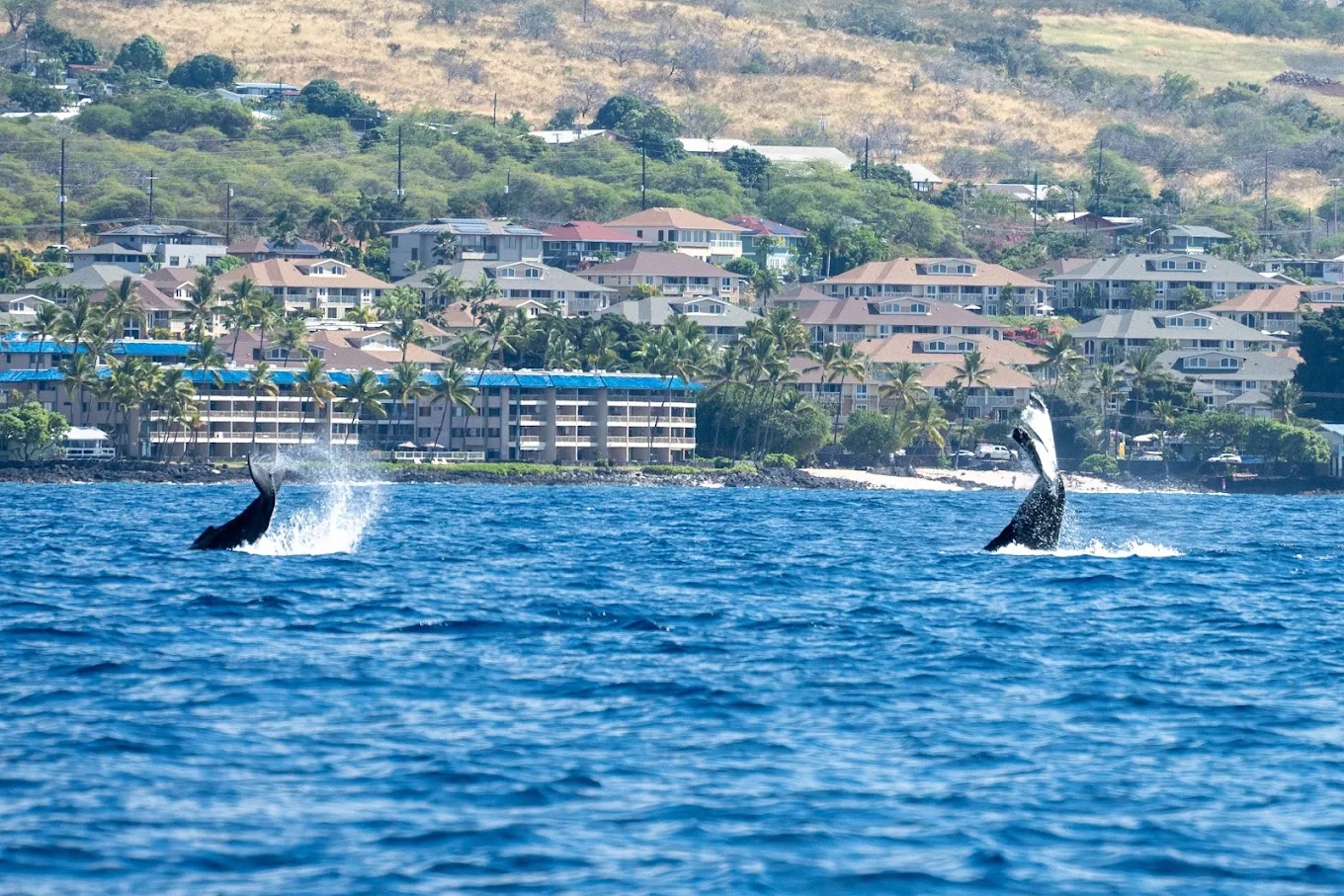 whales seen from a Big Island whale watching tour