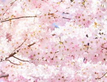 Cherry Blossom Festival Big Island Hawaii