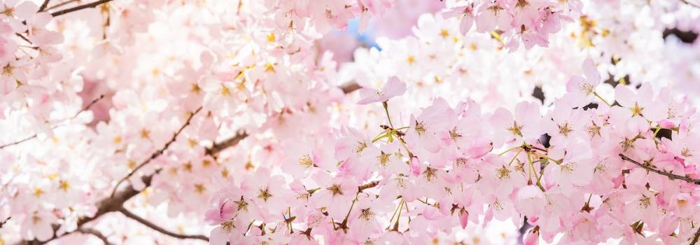 Cherry Blossom Festival Big Island Hawaii